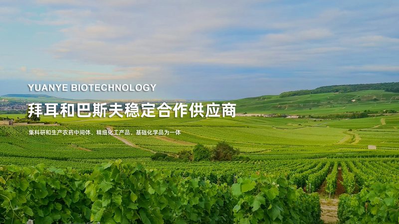 CHO培养基：了解其报价背后的关键因素**
