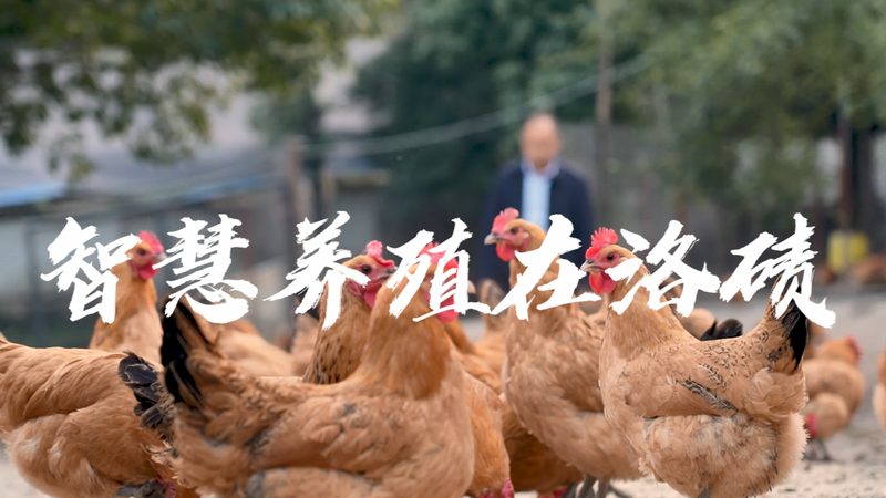 抗体人源化改造：技术演变与对比解析